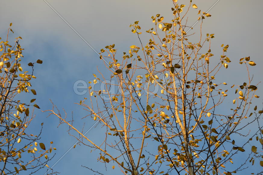 Золотая осень. Пожелтевшая листва осенью 
