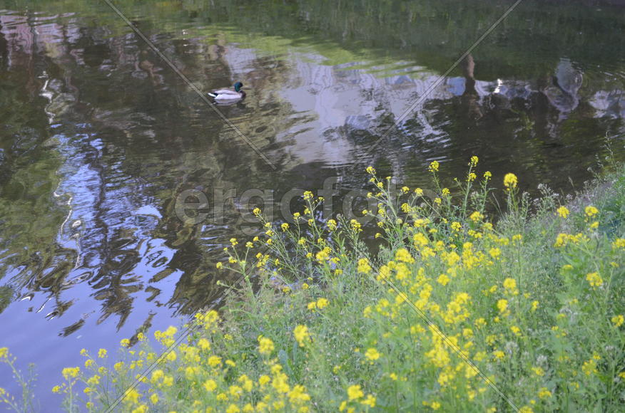 Наземные и водные растения