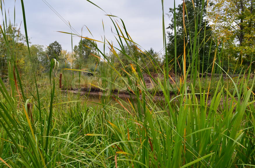 Зеленые кусты у водоема 