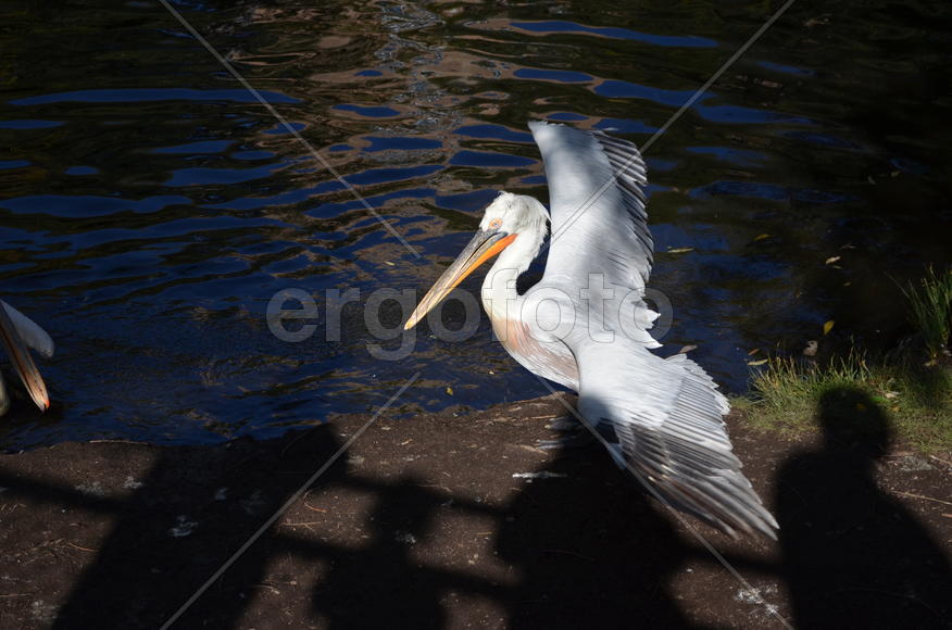 Пеликан у водоема 