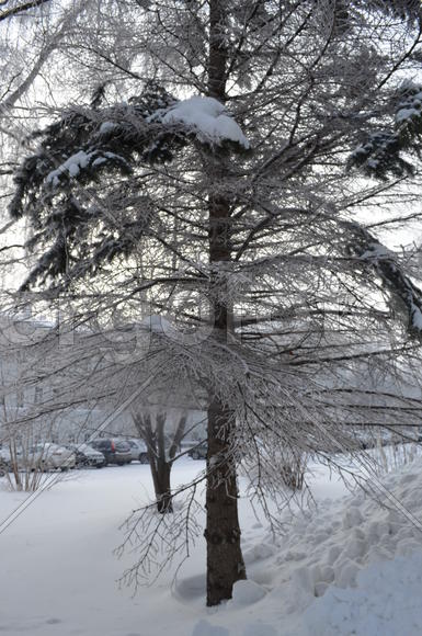 Ель хороша!