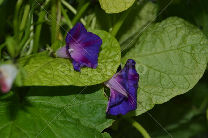 Синие бутоны распустившегося комнатного растения 