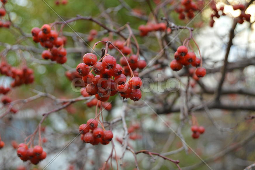 Красные плоды боярышника на голых ветках