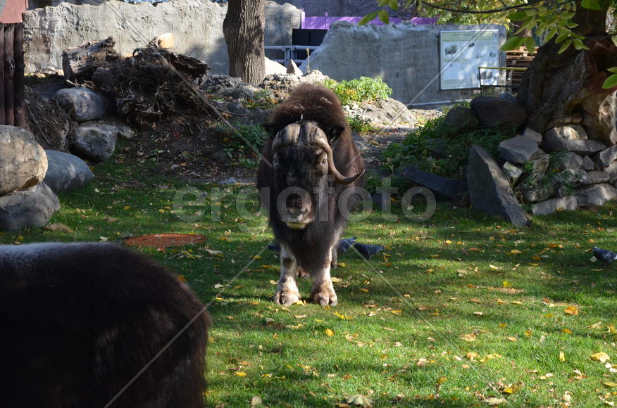 Крупный рогатый скот 