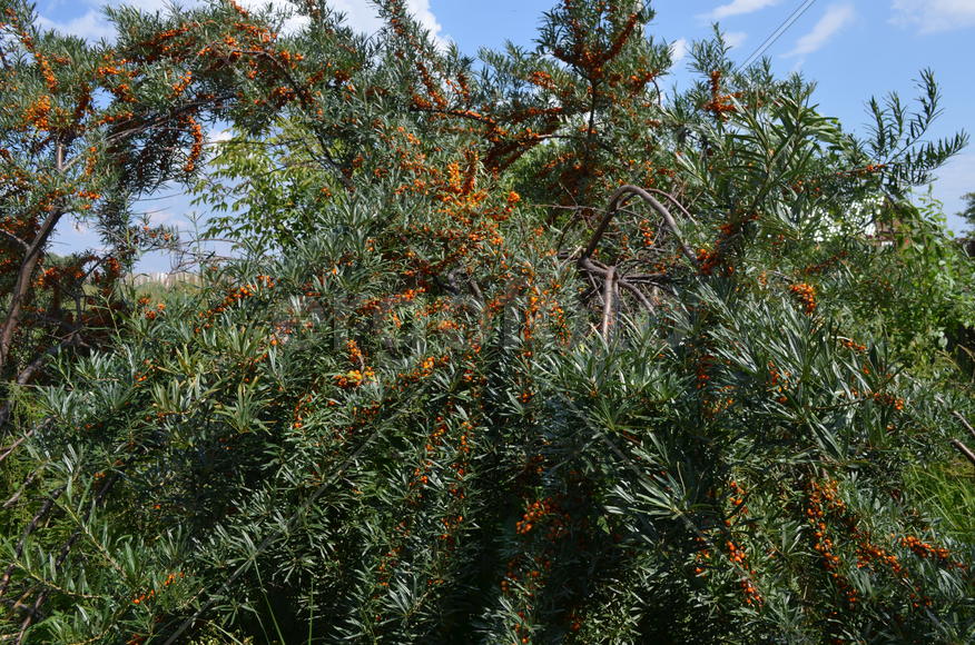 Облепииха (Hippóphae) сем.: Elaeagnaceae