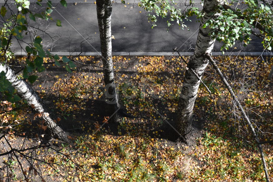 Золотая осень. Пожелтевшая листва ранней осени 