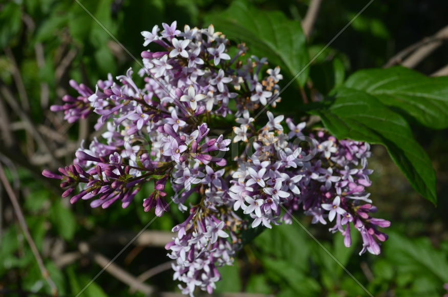 Соцветие сирени