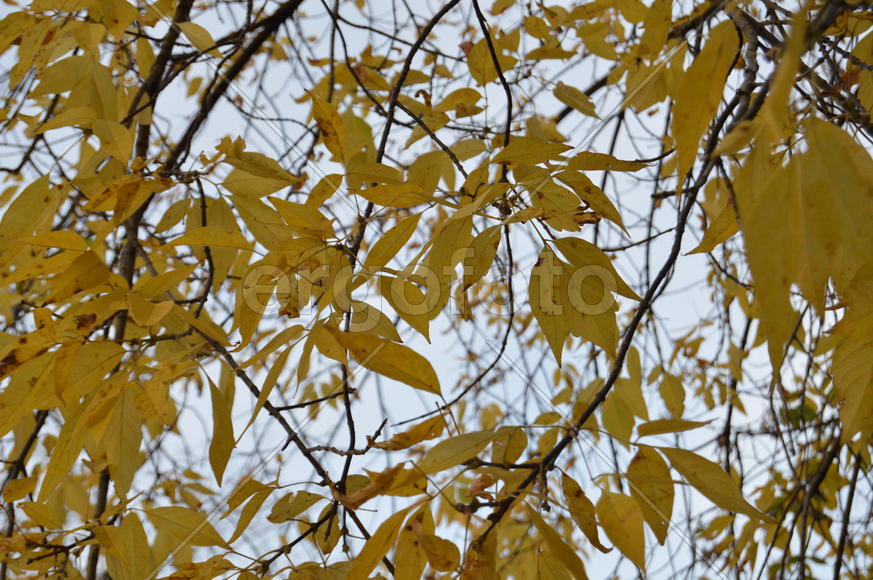 Золотая осень. Пожелтевшая листва ранней осени 