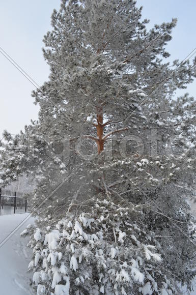 Сосна в снежной красе