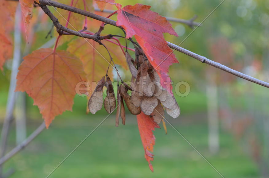 Клен Acer:  Плоды созрели