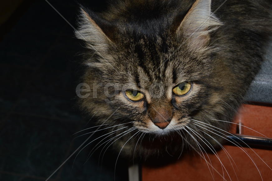 Домашние ухоженные кошки 