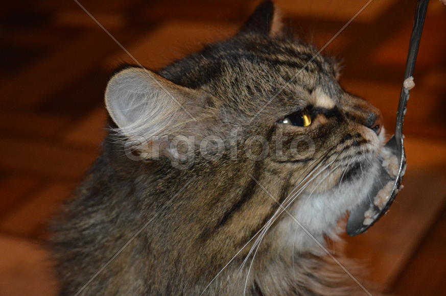 Домашняя ухоженная кошка кушает с ложки 