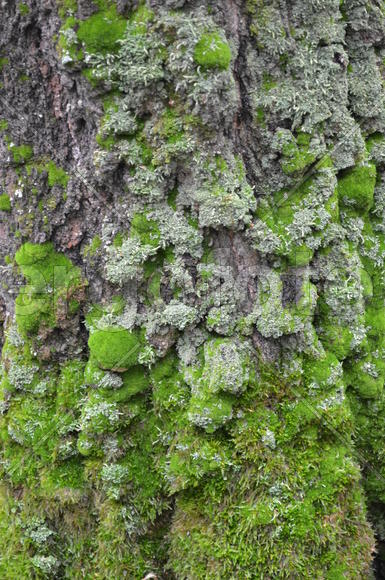 Ствол лесного дерева 