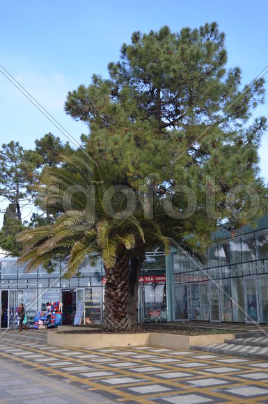 Сочи. Современная архитектура 