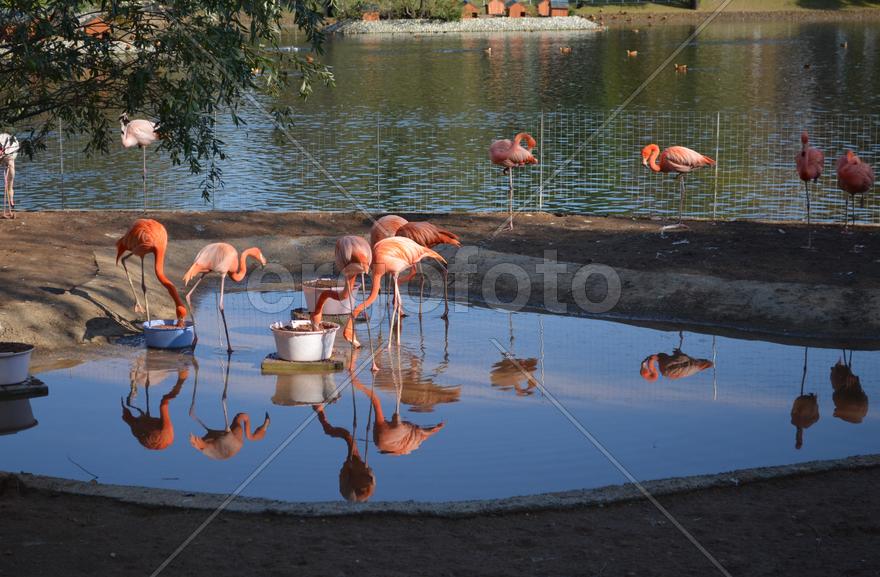 Розовые фламинго 