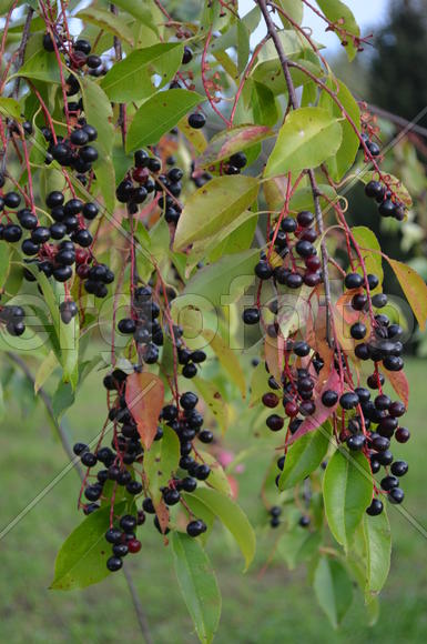 Черные крупные ягоды 