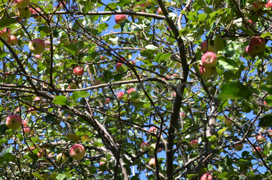 Плоды яблони на ветках дерева 