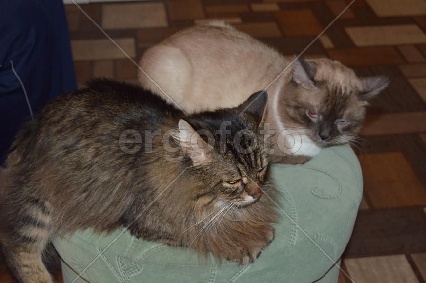 Два кота: сидят сердитые