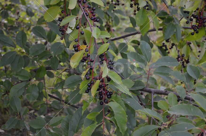 Черные крупные ягоды 