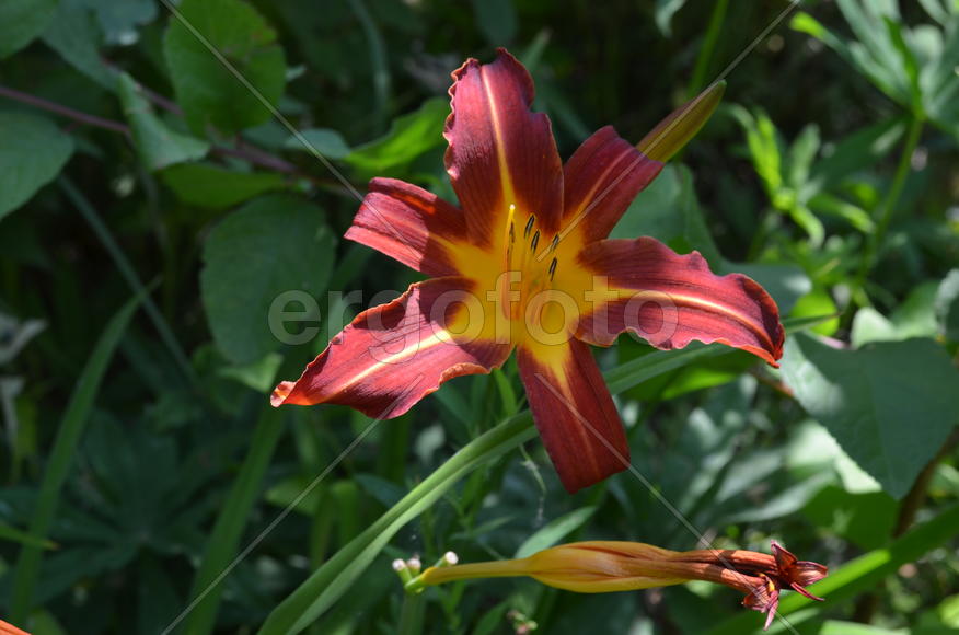 Лиле́йник или Красодне́в (лат. Hemerocállis): бордовый цветок 