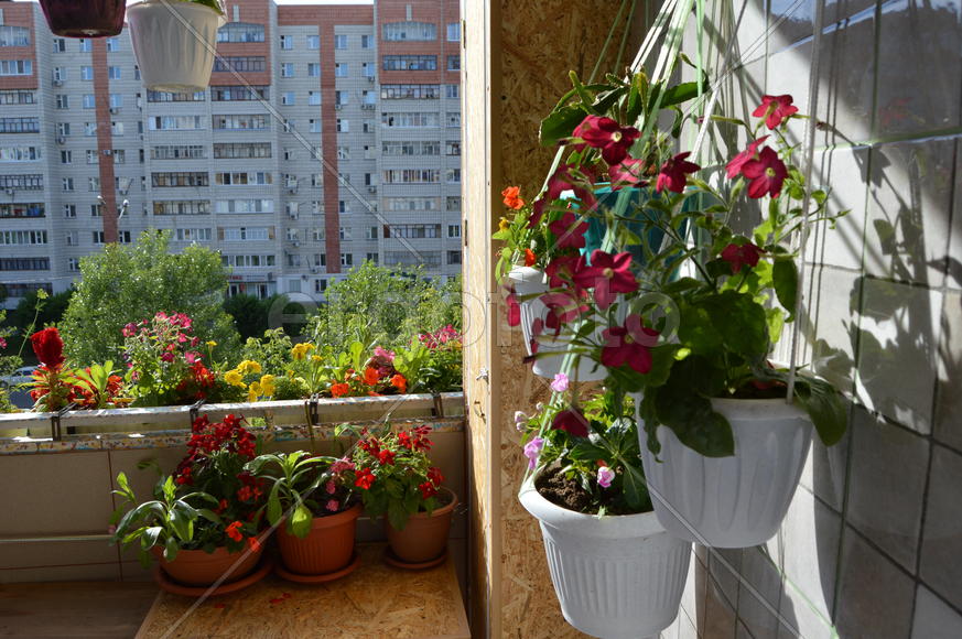 Балкон украшенный цветущими комнатными растениями 