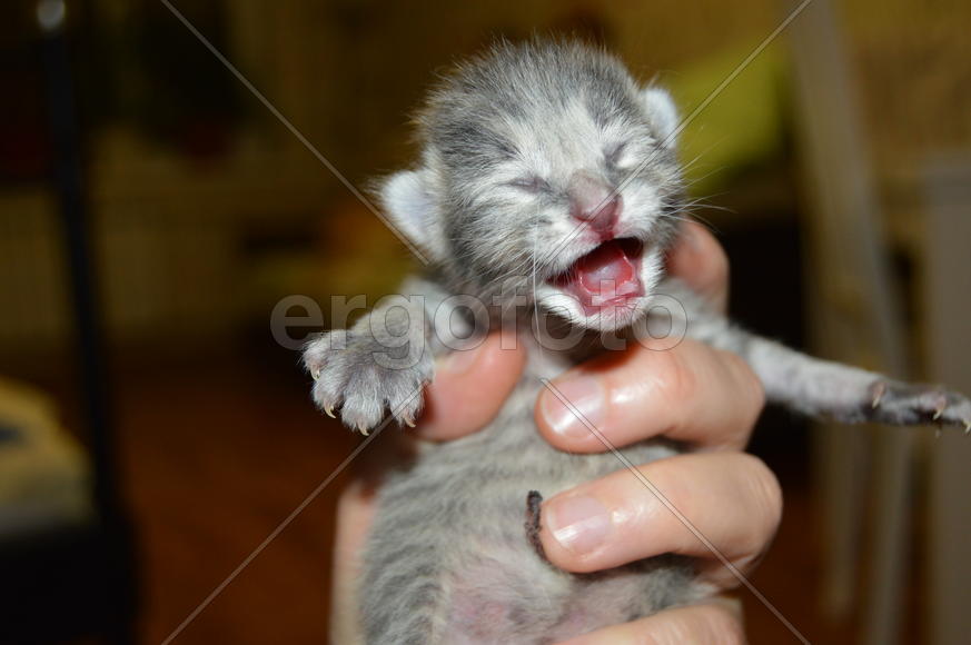 Маленький слепой котенок. 