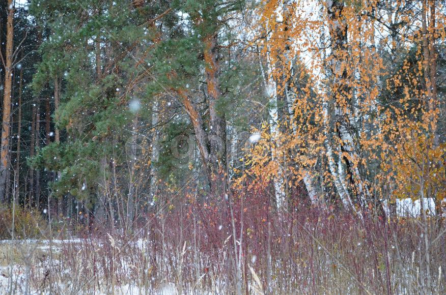 Снег идет в осеннем лесу