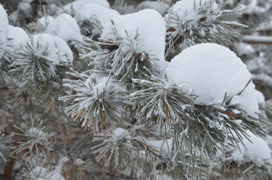 Снег на ветках