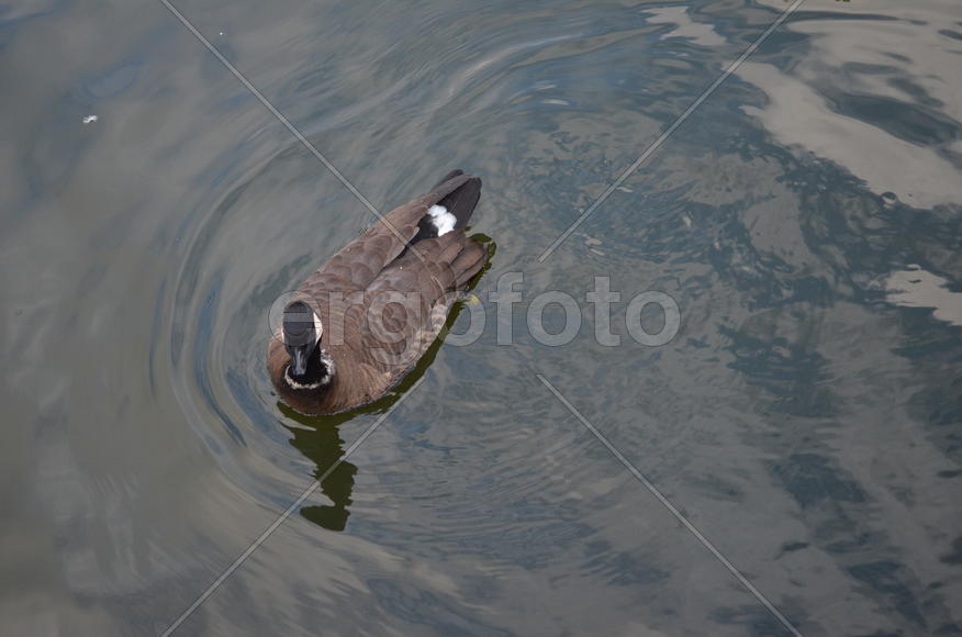 Серые утки плавают по воде 