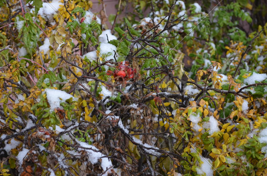 Снежный шиповник