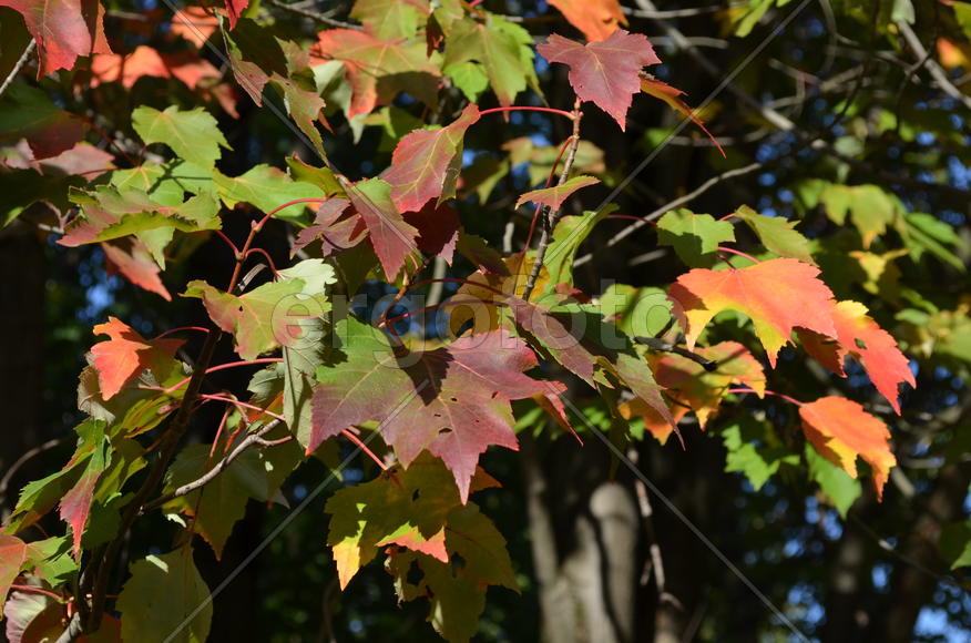 Освещенные солнцем
