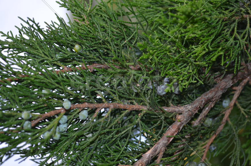 Можжевеловые ветки