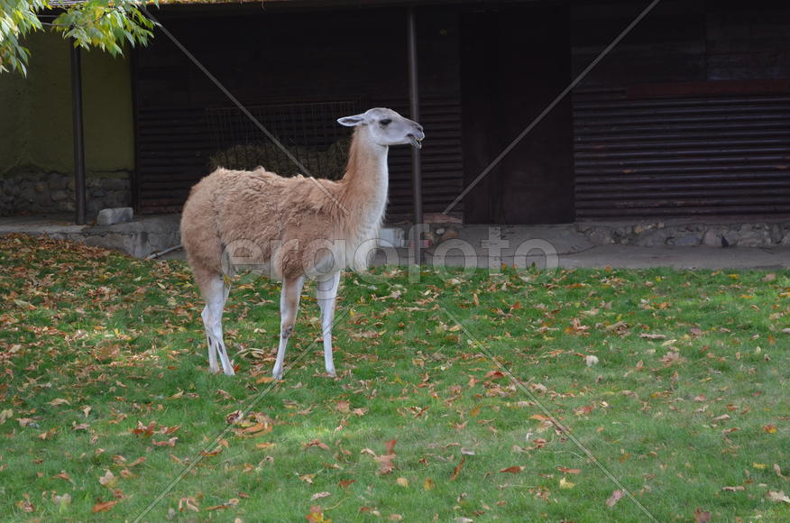 Осень. Парнокопытные: гуанако в вольере