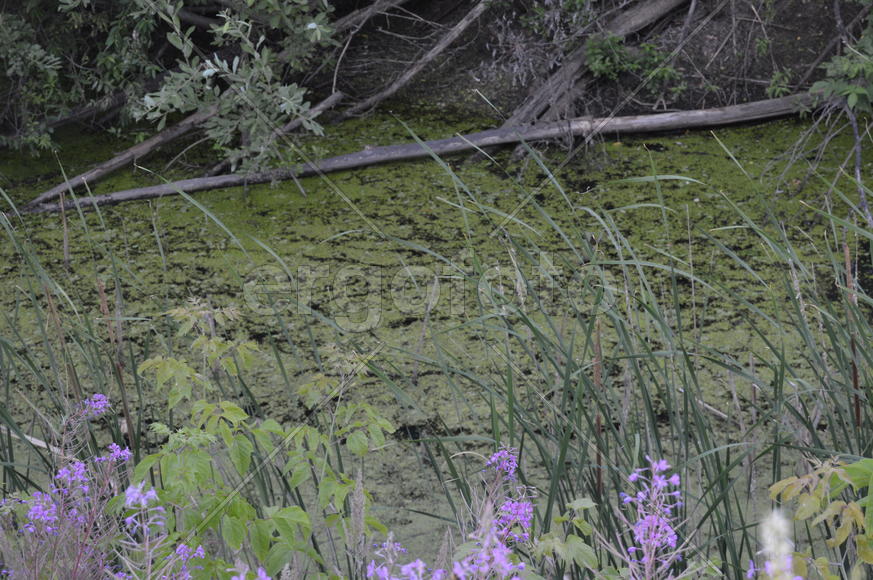 Зеленое заросшее тиной болото 