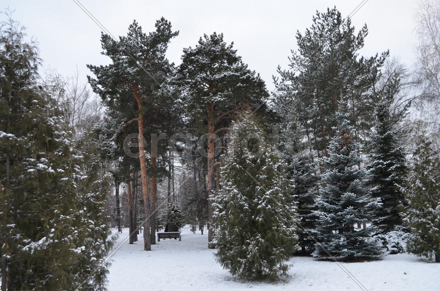 Вечнозеленые хвойные зимой