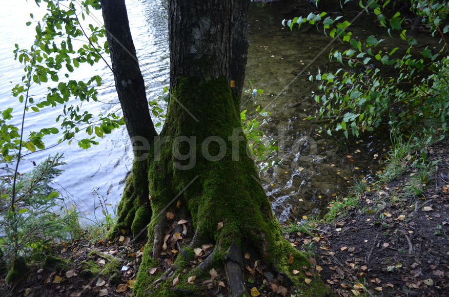 Лесное озеро: Национальный парк Нарочанский (Республика Беларусь)