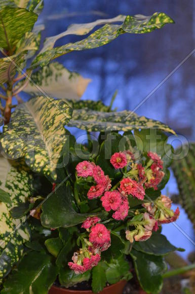  Сodiaēum variegātum + kalanchoe: яркая компания
