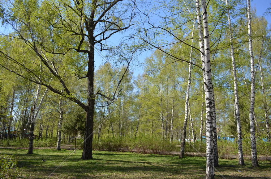 Молодая зелень