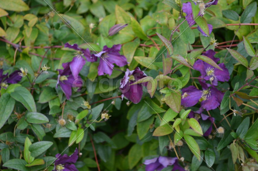 Сиреневые маленькие цветы на зеленом кусте 