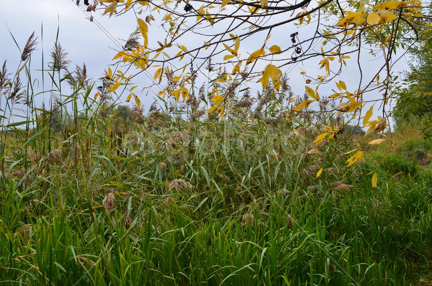 Зеленые кусты у водоема 