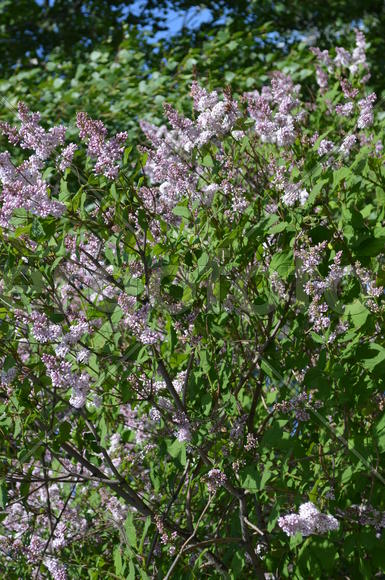 Куст сирени