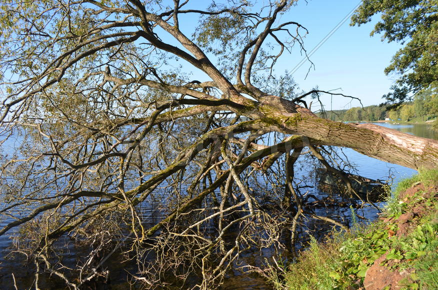 Засыхающие дерево над водоемом 
