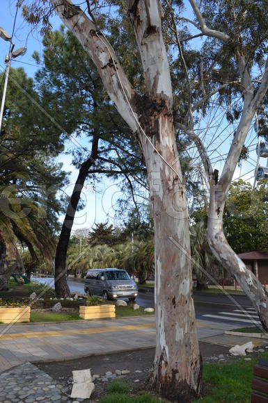 Ствол дерева 