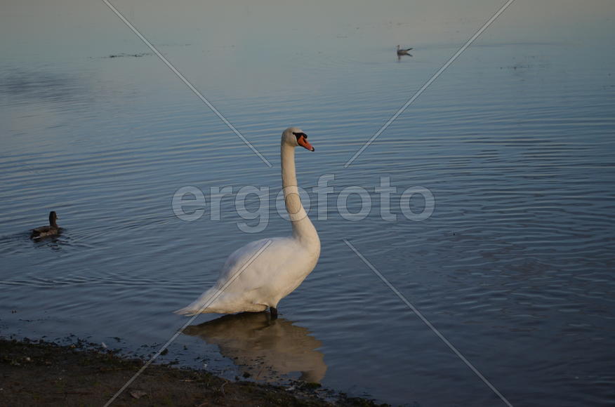 Дикие утки на берегу водоема 