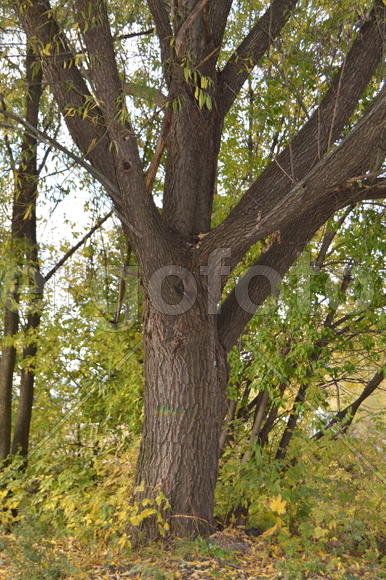 Пейзажи золотой осени в городе  и городских парках 