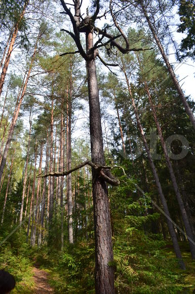 Пейзаж летнего леса 
