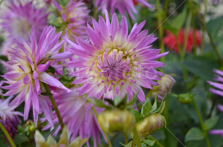Октябрь. Георгина в сиреневых тонах