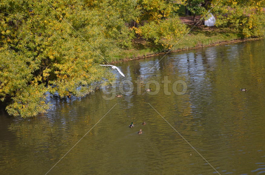Летит чайка