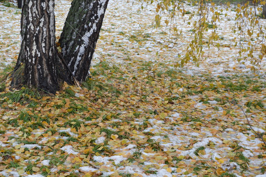 Первый снег на пожелтевшей осенней листве 