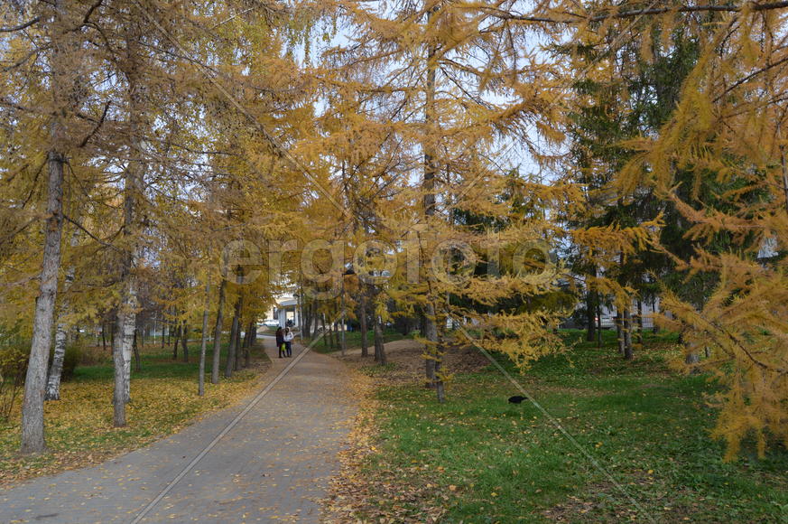 Золотая осень. Пожелтевшая листва